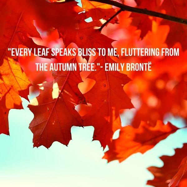 Autumn Quote
